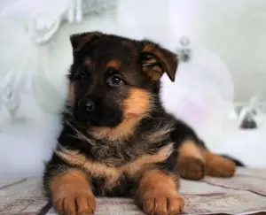 Photo №3. Chiot de berger allemand. Biélorussie