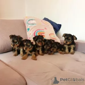 Photo №1. yorkshire terrier - à vendre en ville de Tampa | 425€ | Annonce №129575