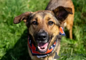 Photos supplémentaires: Merveilleux chien Jess en cadeau