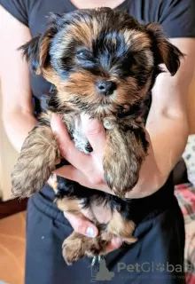 Photos supplémentaires: Aimer le chiot Yorkshire Terrier prêt à la vente.