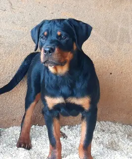 Photo №1. rottweiler - à vendre en ville de Krasnogorsk | Négocié | Annonce №3096