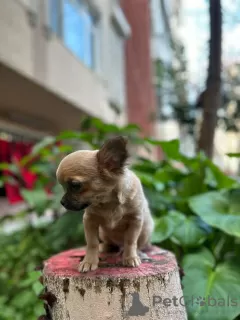 Photos supplémentaires: Vente de trois garçons Chihuahua avec documents officiels et vaccinés