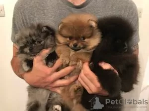 Photo №1. chihuahua - à vendre en ville de Minsk | négocié | Annonce №106107