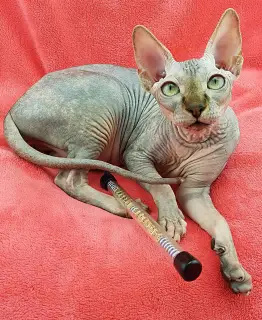 Photo №1. sphynx - à vendre en ville de Kiev | 472€ | Annonce № 4200