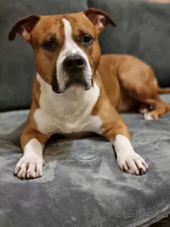 Photos supplémentaires: Amstaff chic