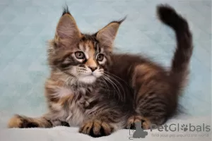 Photo №4. Je vais vendre maine coon en ville de Volgograd. de la fourrière, éleveur - prix - négocié