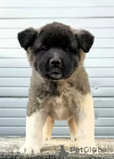 Photos supplémentaires: Akita américain, chiots