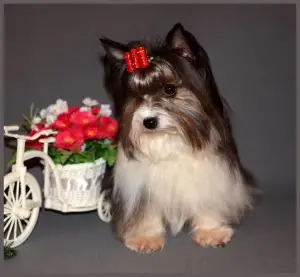 Photo №2 de l'annonce № 4928 de la vente biewer yorkshire terrier - acheter à Fédération de Russie annonce privée