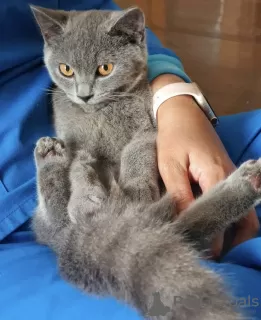 Photo №1. british shorthair - à vendre en ville de Франкфурт-на-Майне | 250€ | Annonce № 101668