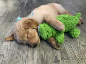 Photo №3. Chiots Golden retriever en bonne santé, adorables et socialisés à vendre. La Grande-Bretagne