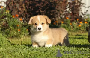 Photos supplémentaires: Chiots Welsh Corgi Pembroke