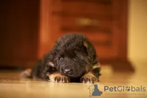 Photos supplémentaires: Chiots berger allemand