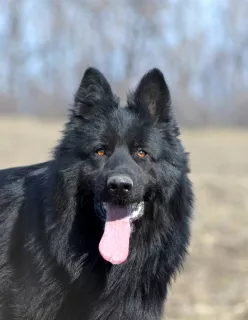 Photos supplémentaires: chiots berger allemand à poil long garçons et filles KSU / FCI, 33 jours, livre