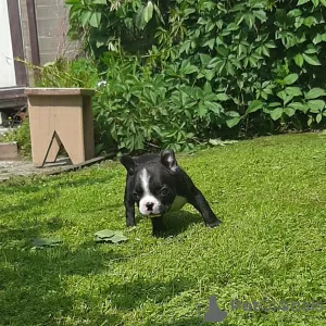 Photos supplémentaires: chiots bouledogue francais a vendre