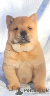 Photo №4. Je vais vendre chow-chow en ville de Невинномысск. annonce privée - prix - négocié