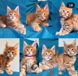 Photo №4. Je vais vendre maine coon en ville de Pfäffikon. annonce privée - prix - 400€