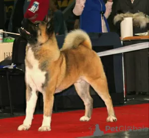 Photos supplémentaires: Chiots Akita américains à vendre