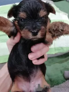 Photos supplémentaires: Chiots Yorkie/Kawaiiork