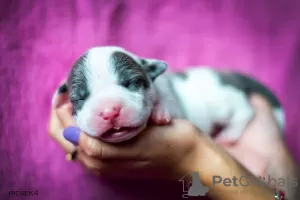 Photos supplémentaires: Chiot à vendre