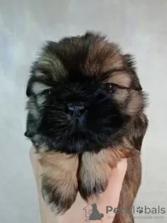 Photo №1. lhassa apso, shih tzu - à vendre en ville de Kaunas | 600€ | Annonce №81126