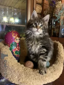 Photos supplémentaires: Berlioz et la compagnie des chatons Maine Coon