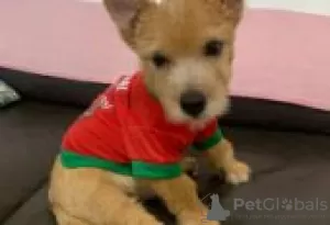 Photo №1. norwich terrier - à vendre en ville de Berlin | Gratuit | Annonce №126984