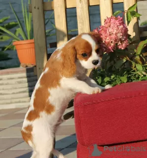 Photo №2 de l'annonce № 12540 de la vente cavalier king charles spaniel - acheter à La Lettonie annonce privée