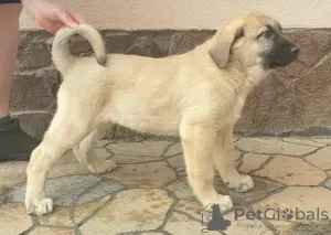 Photos supplémentaires: Chiots Kangal Turc