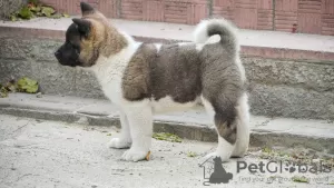 Photos supplémentaires: Chiots Akita américain à vendre