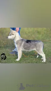 Photo №2 de l'annonce № 123381 de la vente husky de sibérie - acheter à Fédération de Russie de la fourrière