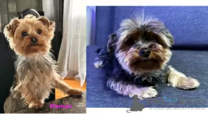 Photo №2 de l'annonce № 90706 de la vente yorkshire terrier - acheter à Suisse annonce privée