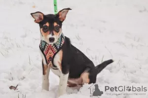 Photo №1. chien bâtard - à vendre en ville de Москва | Gratuit | Annonce №77413