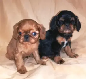 Photo №4. Je vais vendre cavalier king charles spaniel en ville de Saint-Pétersbourg. annonce privée - prix - 284€