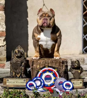 Photos supplémentaires: Chiots American Bully à vendre