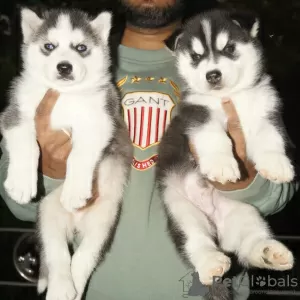 Photo №1. husky de sibérie - à vendre en ville de Berne | négocié | Annonce №123436