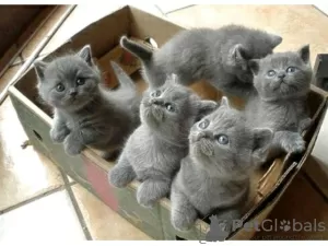 Photo №2 de l'annonce № 46472 de la vente british shorthair - acheter à Fédération de Russie annonce privée