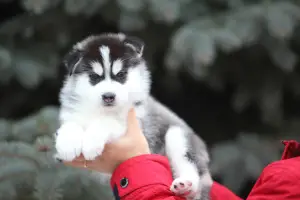 Photo №4. Je vais vendre husky de sibérie en ville de Voronezh. de la fourrière - prix - 513€