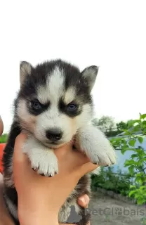 Photo №1. husky de sibérie - à vendre en ville de Тавда | 56€ | Annonce №10592