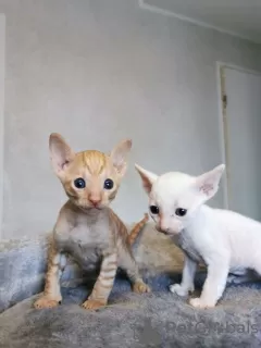 Photo №1. cornish rex - à vendre en ville de Helsinki | 320€ | Annonce № 72822