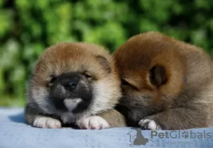 Photo №3. Chiots Shiba Inu. Biélorussie