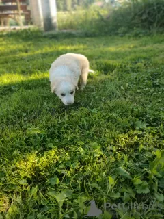 Photo №2 de l'annonce № 70092 de la vente border collie - acheter à Pologne annonce privée