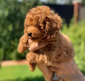 Photo №1. caniche (jouet) - à vendre en ville de Berlin | négocié | Annonce №11480