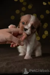 Photo №4. Je vais vendre cavalier king charles spaniel en ville de Berlin. de la fourrière, éleveur - prix - 3500€