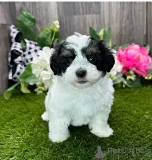 Photo №1. bichon havanais - à vendre en ville de Manila | négocié | Annonce №51500