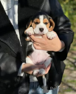 Photo №3. Chiots Beagle à vendre.. La Moldavie