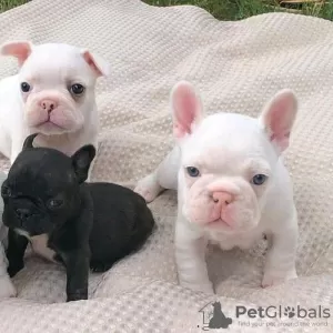 Photo №4. Je vais vendre bouledogue en ville de Wurzen. annonce privée - prix - 250€