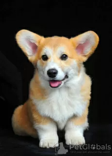 Photo №1. welsh corgi - à vendre en ville de Ровно | 1300€ | Annonce №92839