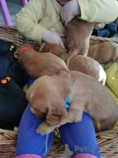 Photos supplémentaires: Beaux chiots cocker de travail de Kc Reg