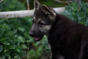 Photos supplémentaires: VEO femelle, à partir du 26.02, avec une métrique de chiot