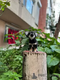 Photos supplémentaires: Vente de trois garçons Chihuahua avec documents officiels et vaccinés